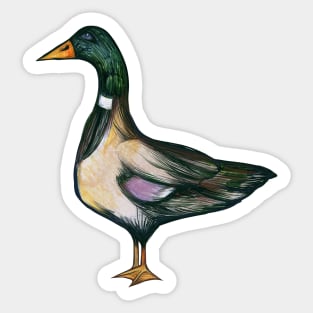 Mallard Duck Sticker